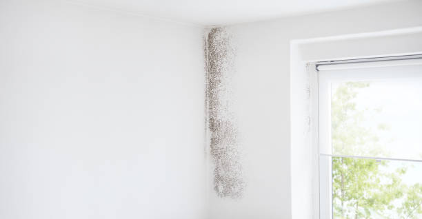  Pine Bluffs, WY Mold Removal Pros