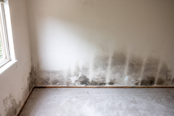 Best Forensic Mold Investigation  in Pine Bluffs, WY